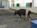 IMG_8711