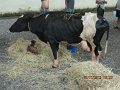 IMG_8719
