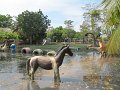 IMG_8966