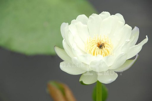 DSC_0035.JPG