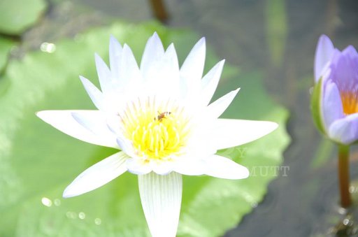DSC_0044.JPG