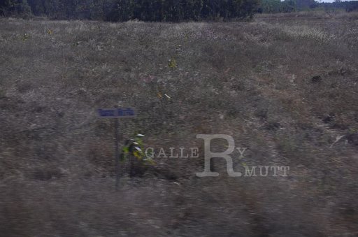 DSC_0117.JPG