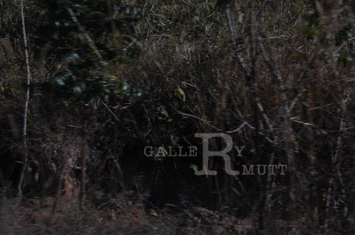 DSC_0121.JPG