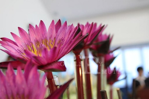 IMG_1336.JPG