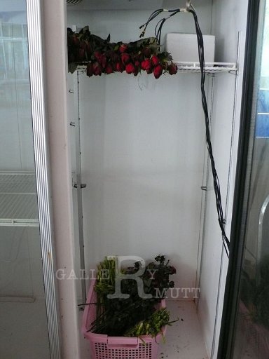 P1080113.JPG - ตู้อบกุหลาบของมทร.ธัญบุรี