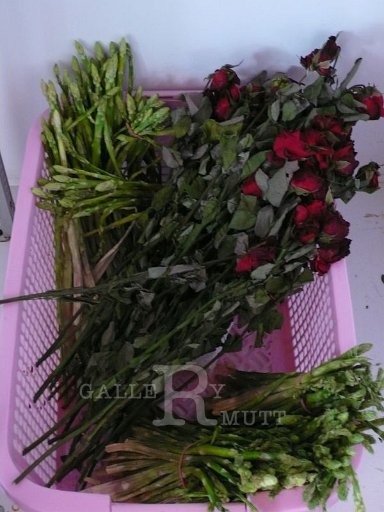 P1080116.JPG - ตู้อบกุหลาบของมทร.ธัญบุรี