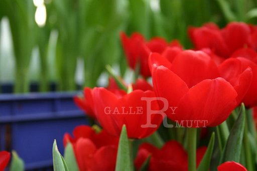 IMG_0095_1.JPG