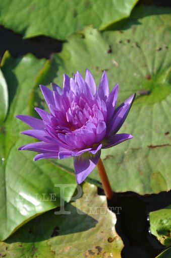 DSC_0868.JPG