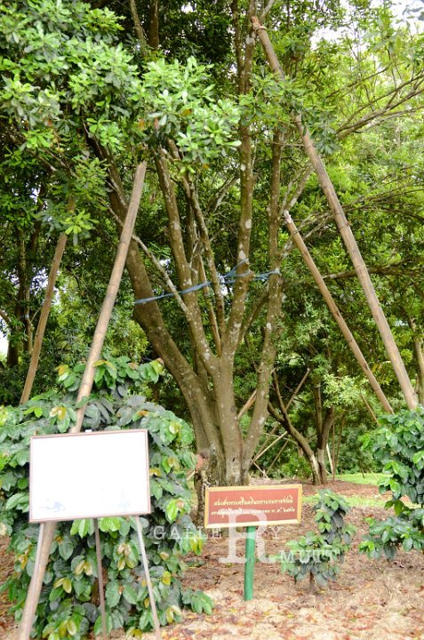 DSC_9393.jpg