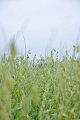 20150106-08-ARIT-377