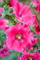 20150106-08-ARIT-390