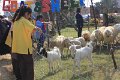 IMG_0239