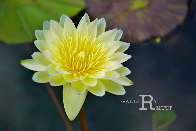 20151124-lotus001.jpg - lotus
