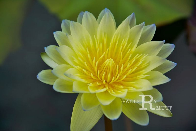 20151124-lotus002.jpg - lotus
