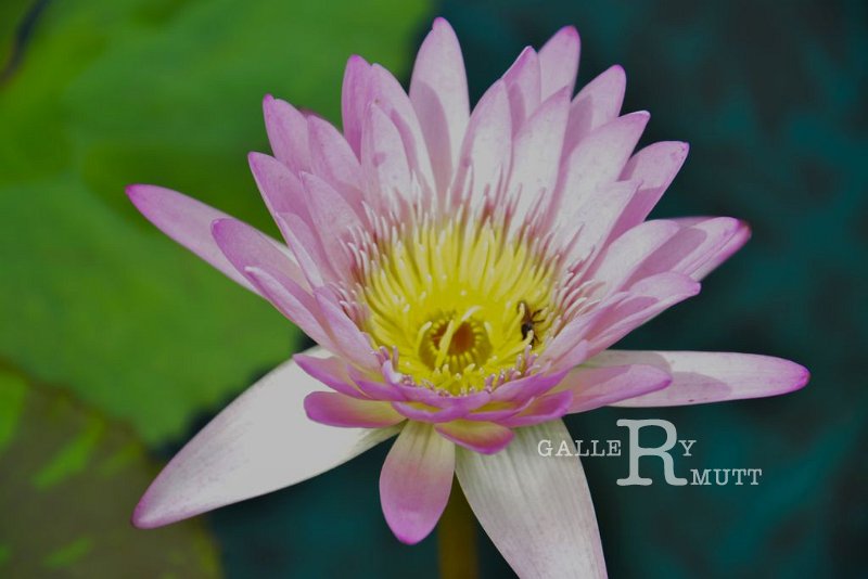 20151124-lotus005.jpg - lotus