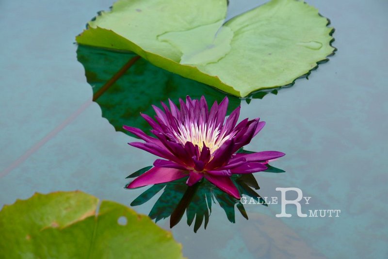 20151124-lotus007.jpg - lotus