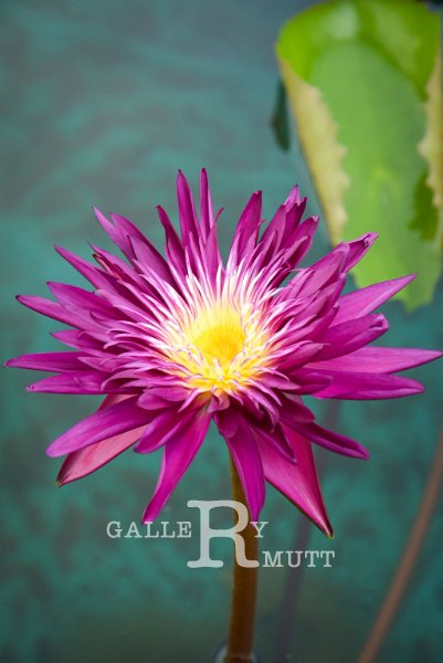 20151124-lotus008.jpg - lotus