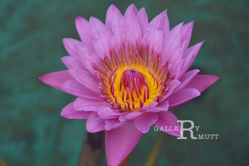 20151124-lotus009.jpg - lotus