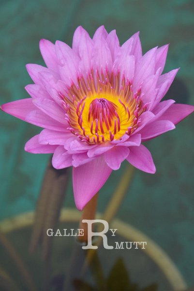 20151124-lotus010.jpg - lotus