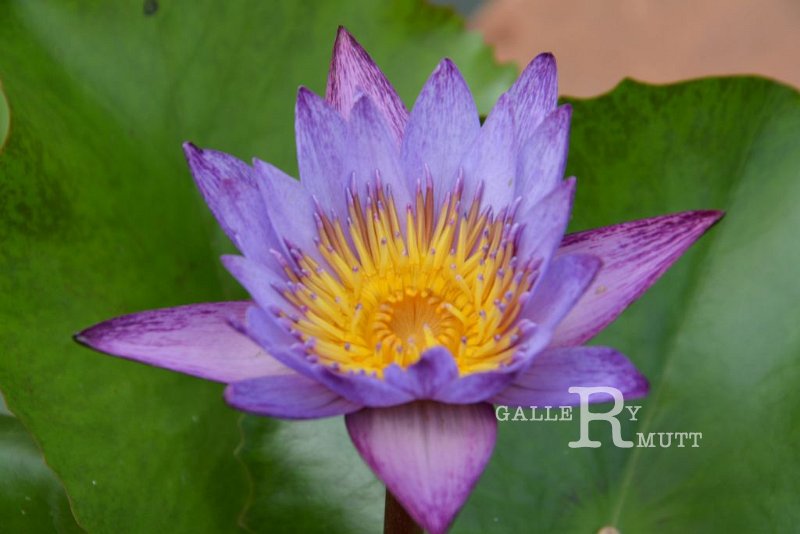 20151124-lotus011.jpg - lotus