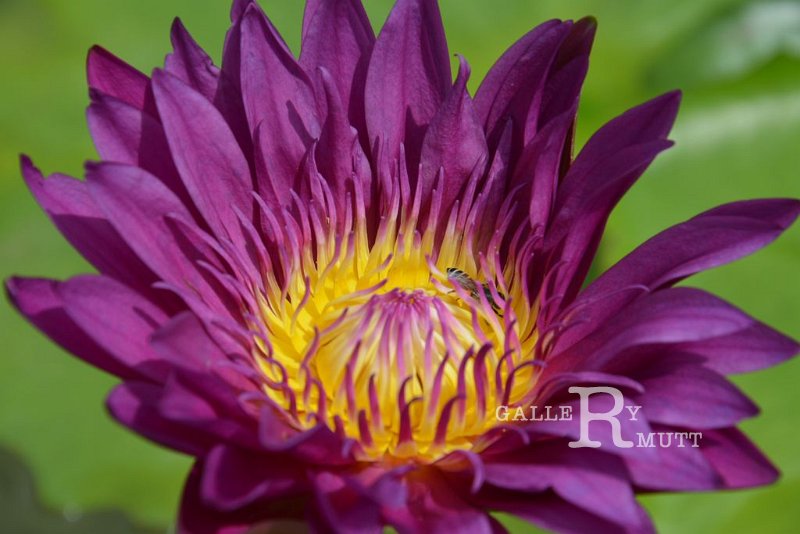 20151124-lotus012.jpg - lotus