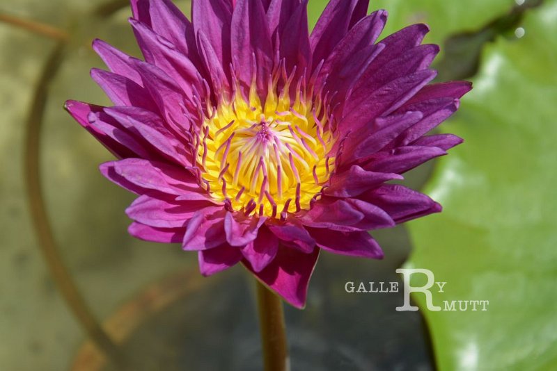 20151124-lotus013.jpg - lotus