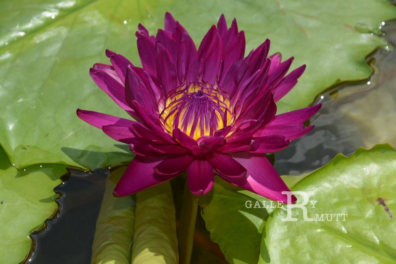 20151124-lotus015.jpg - lotus
