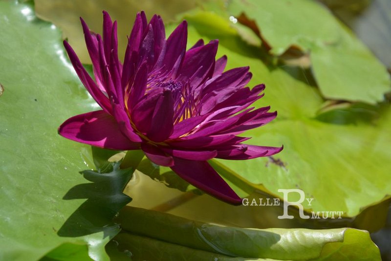 20151124-lotus018.jpg - lotus
