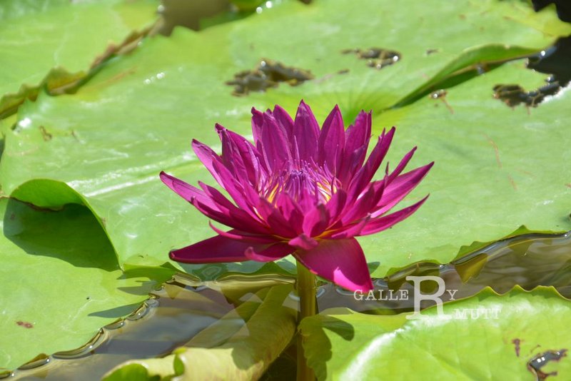 20151124-lotus022.jpg - lotus
