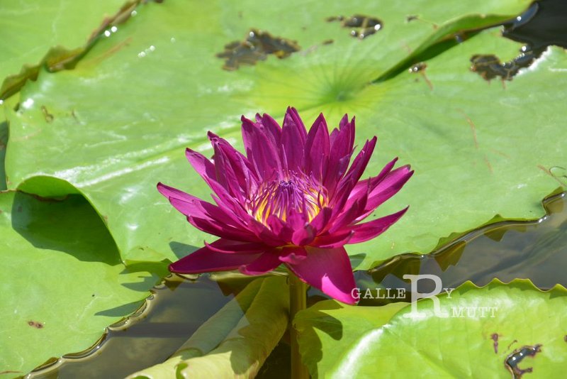 20151124-lotus023.jpg - lotus