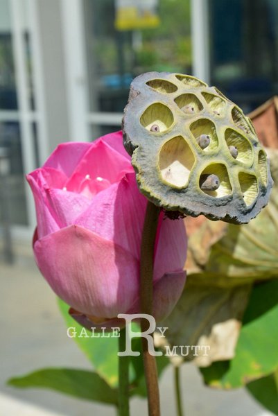 20151124-lotus025.jpg - lotus