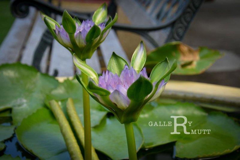 20151124-lotus028.jpg - lotus