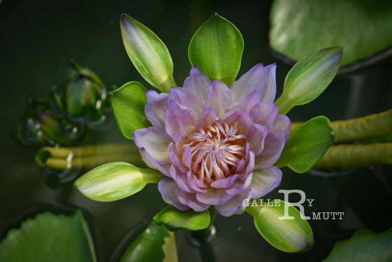 20151124-lotus029.jpg - lotus