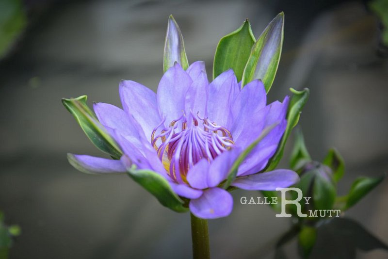 20151124-lotus031.jpg - lotus