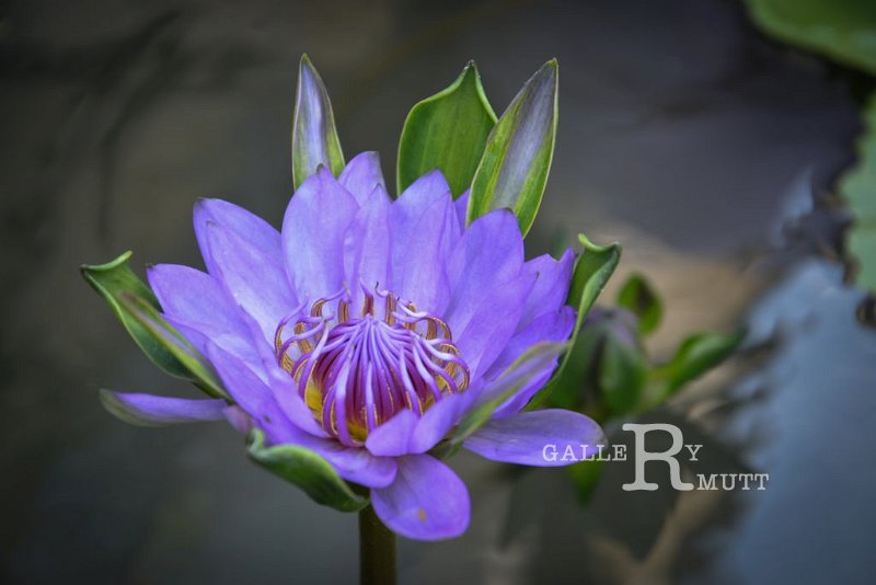 20151124-lotus032.jpg - lotus