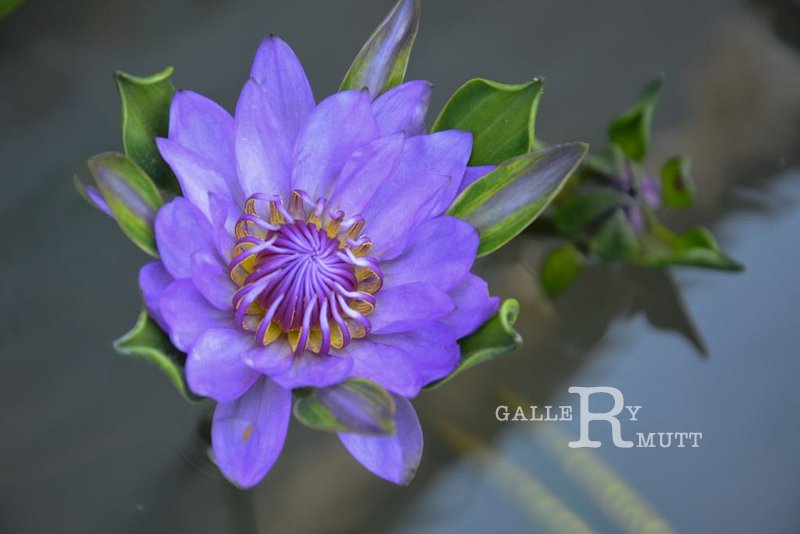 20151124-lotus033.jpg - lotus