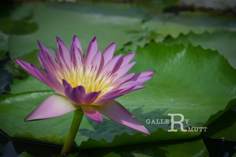 20151124-lotus034.jpg - lotus