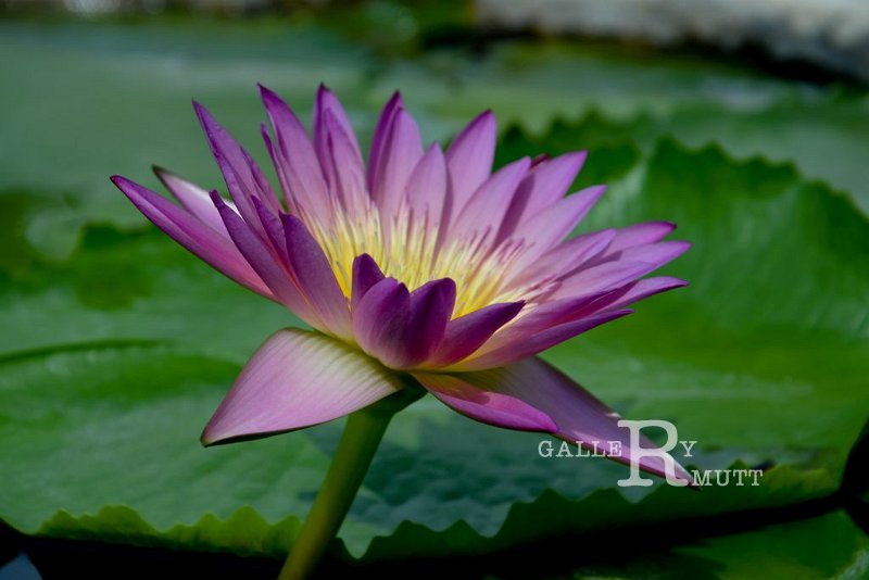 20151124-lotus035.jpg - lotus