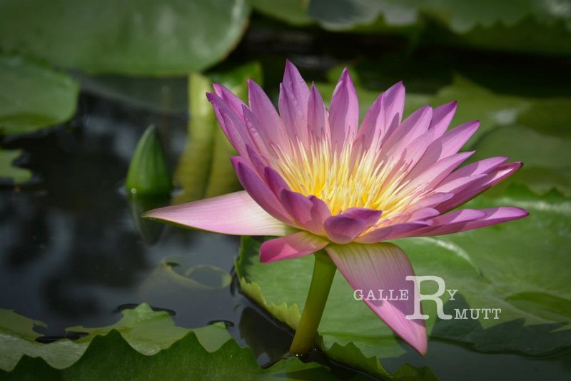 20151124-lotus036.jpg - lotus