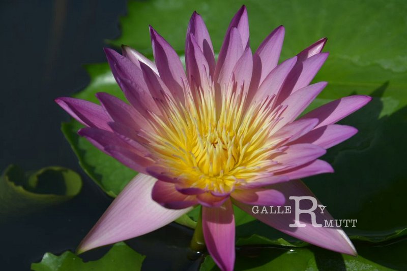 20151124-lotus037.jpg - lotus