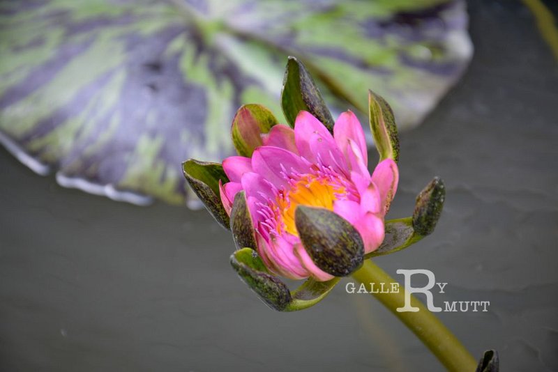20151124-lotus038.jpg - lotus
