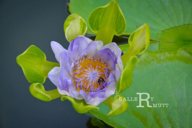 20151124-lotus039.jpg - lotus