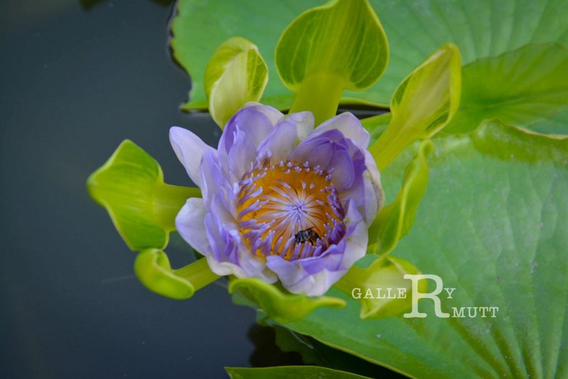 20151124-lotus040.jpg - lotus