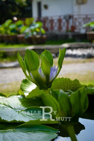 20151124-lotus041.jpg - lotus