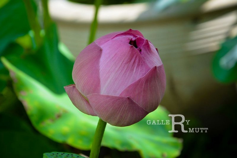 20151124-lotus042.jpg - lotus