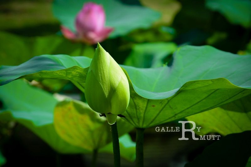 20151124-lotus043.jpg - lotus