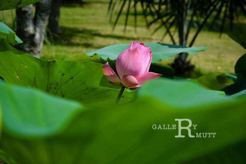 20151124-lotus046.jpg - lotus