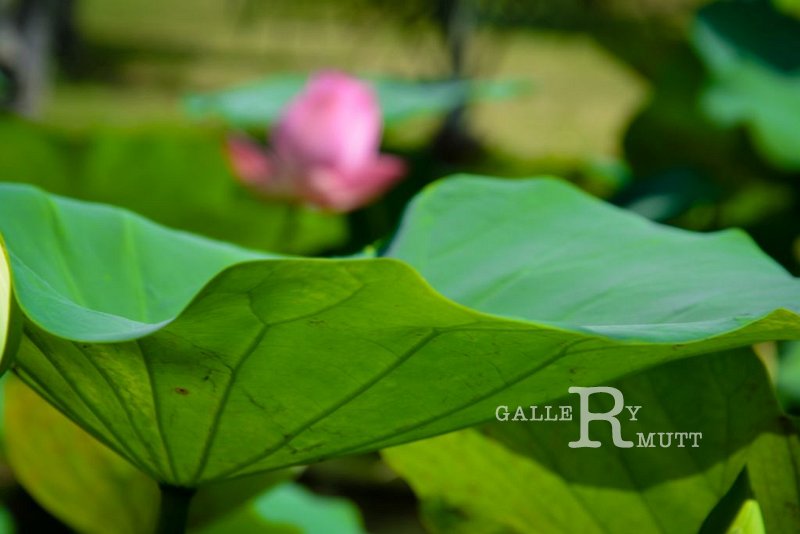 20151124-lotus047.jpg - lotus