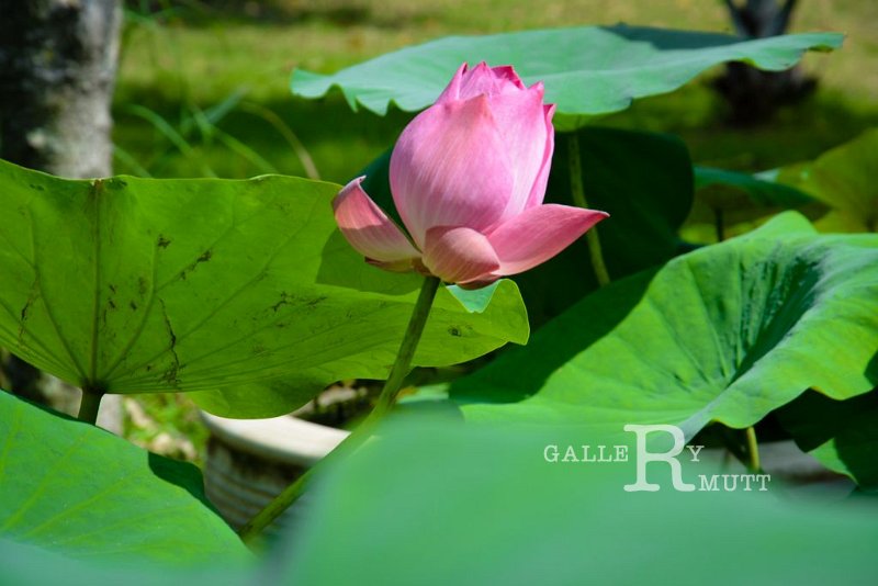 20151124-lotus049.jpg - lotus