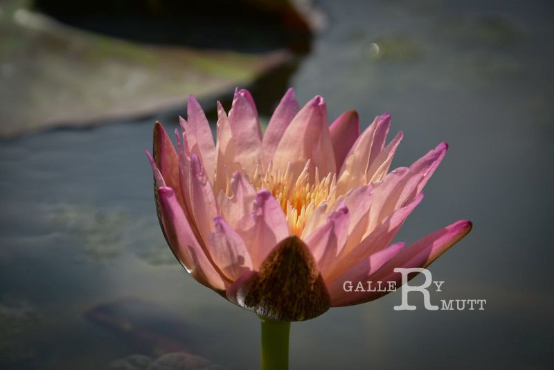20151124-lotus051.jpg - lotus